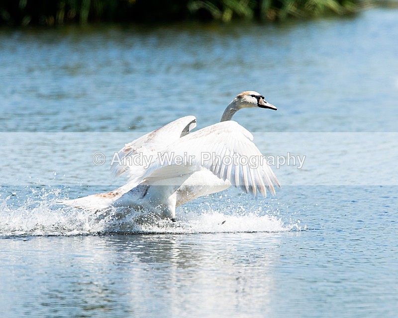 20140517-3K8A1355-2977 - Swans