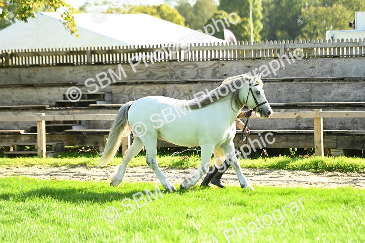 SBM_15865 - S1 - TSR in Hand Horse & Pony Showing