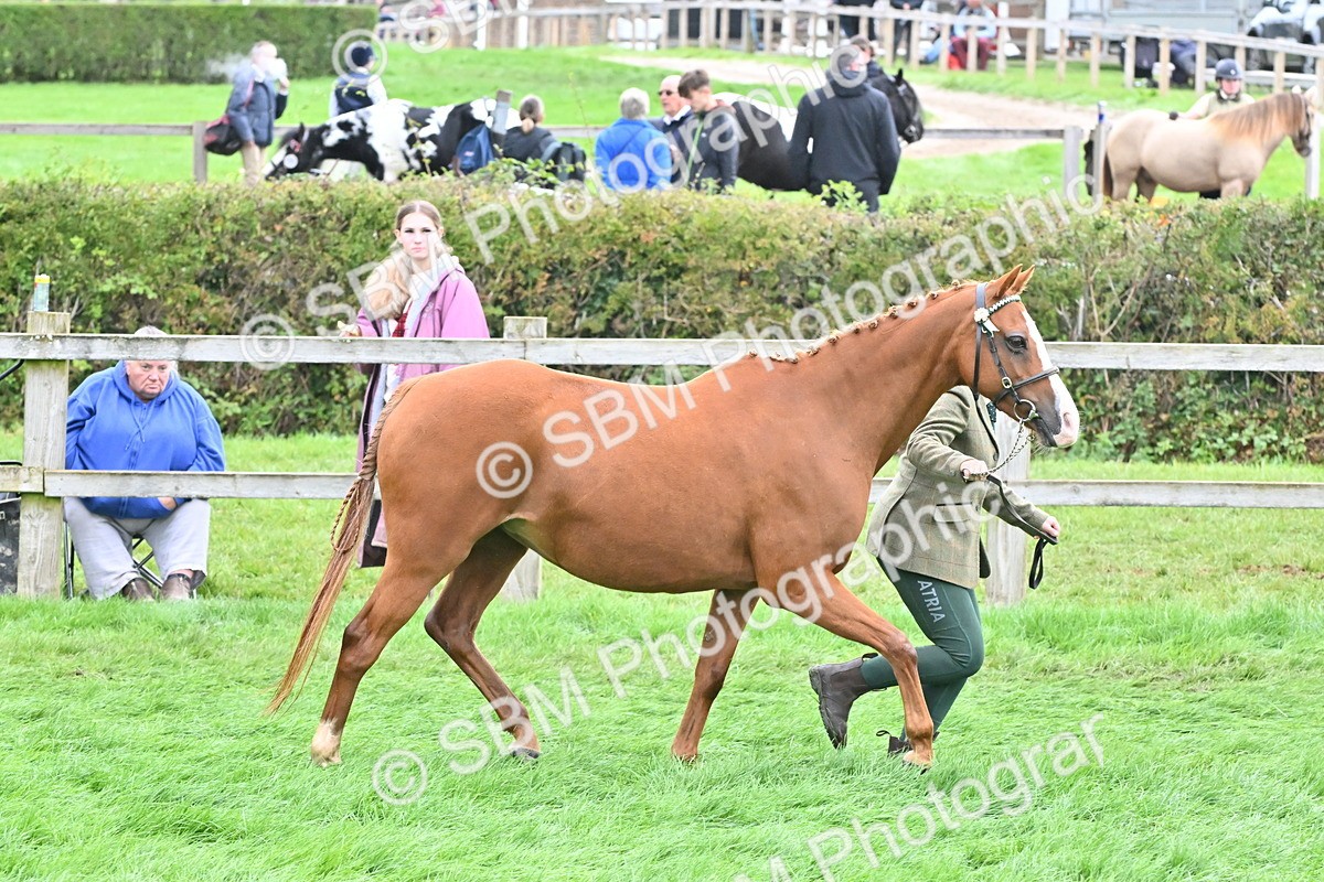 SBM_57558 - S46 - Part Bred Arab & Native Pony In Hand