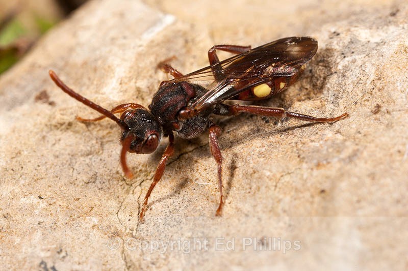 Nomada hirtipes (f) - Nomada hirtipes