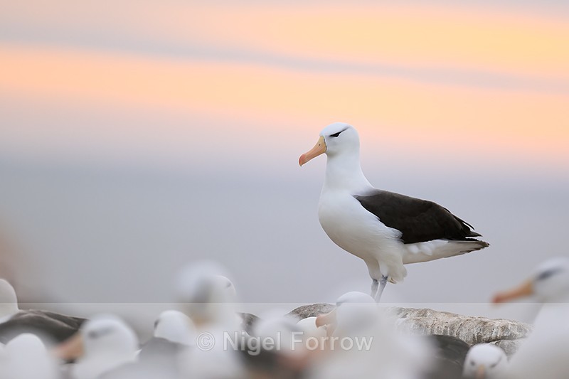 Black-browed Albatross standing, evening, Steeple Jason - Black-browed Albatross