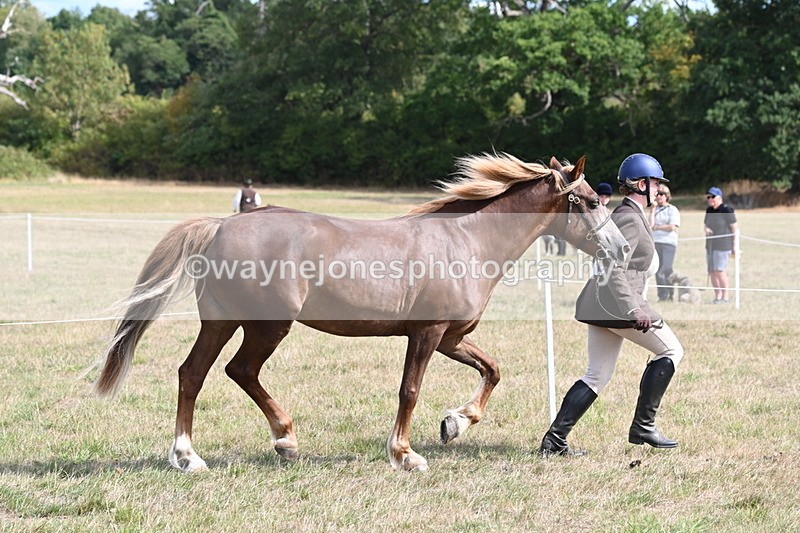 WJ6_6454 - Class 20 In-hand Cob