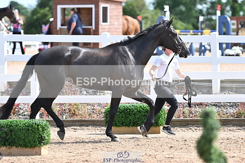 240717A-153959-02962 - Trot Up 3pm to 4pm
