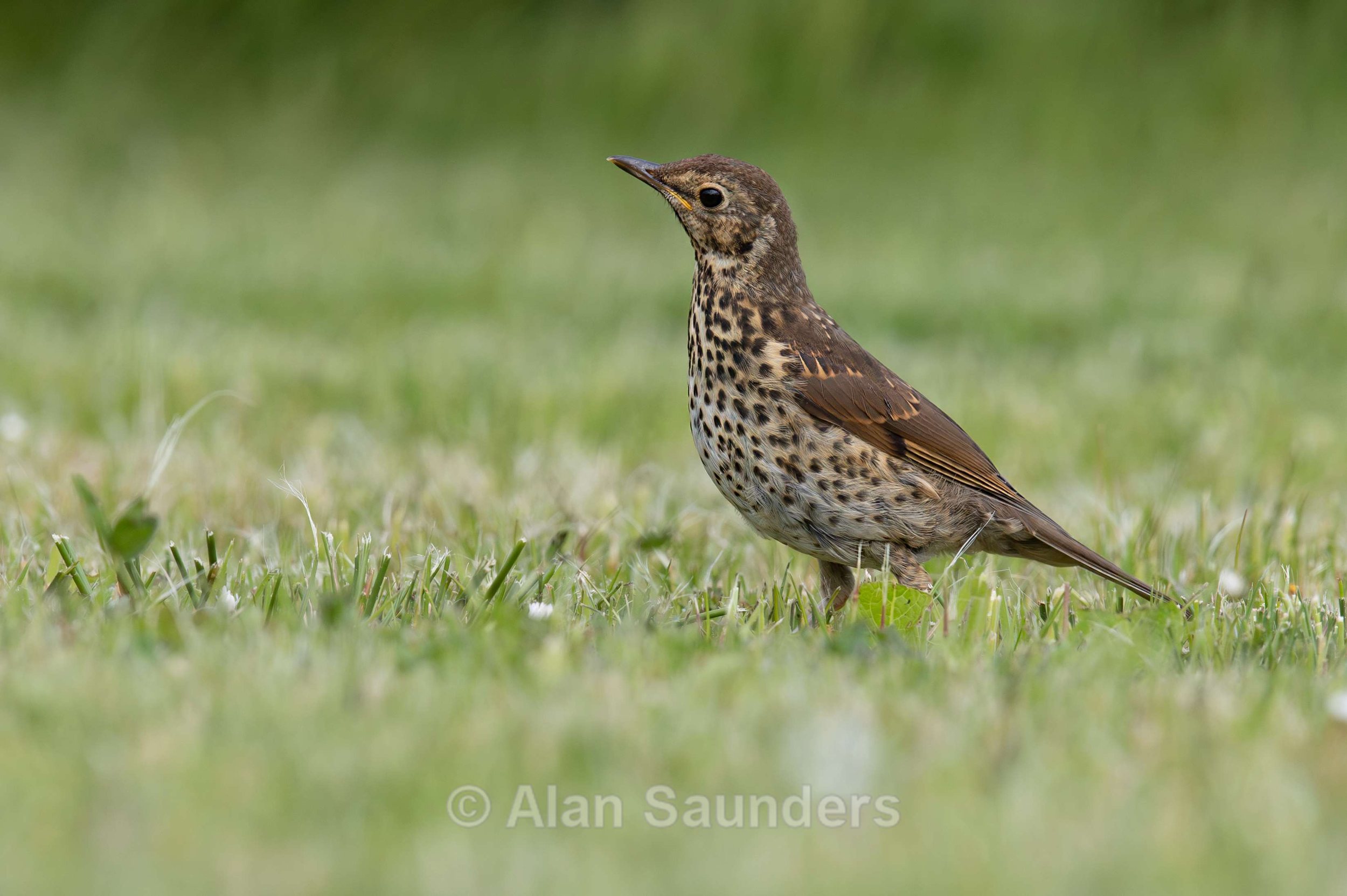 Song Thrush 2
