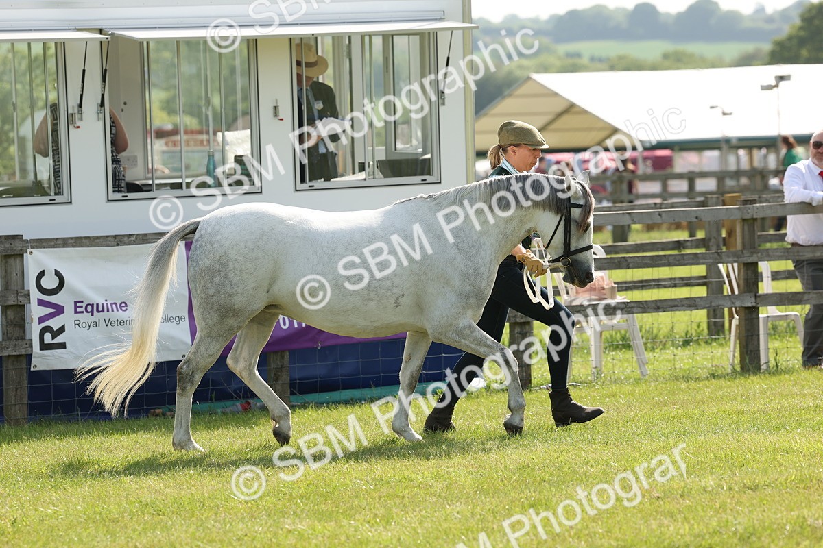 SBM_00739 - Class 6-13 - Mountatin and Moorland In Hand Welsh Breeds