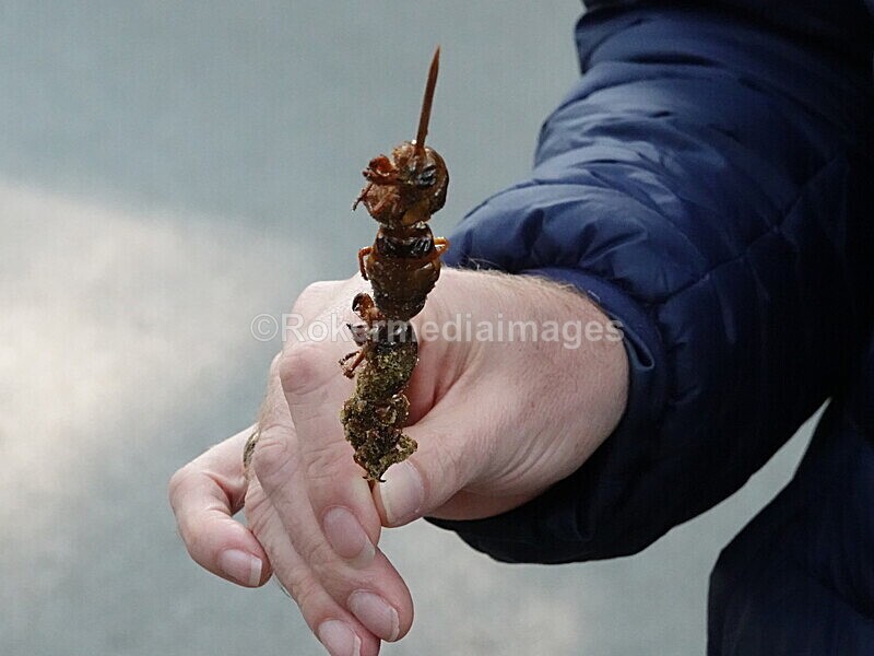 CHINA__1288 - China 2019