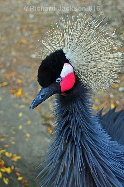 Crowned Crane - Birds