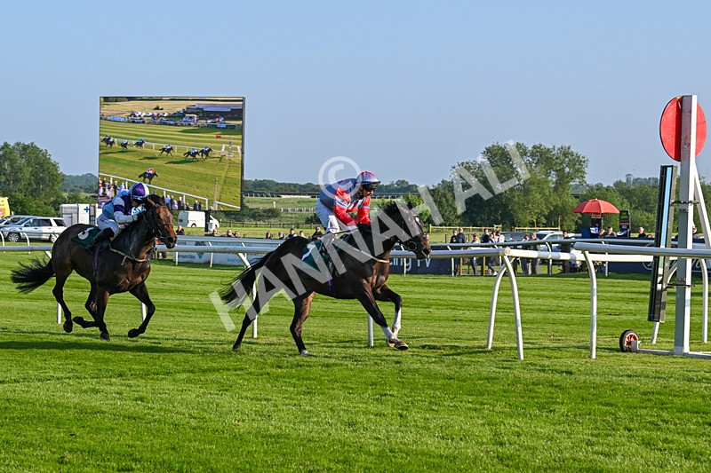 310524-Race 2-Dandy Fitz-8499 - Race 2