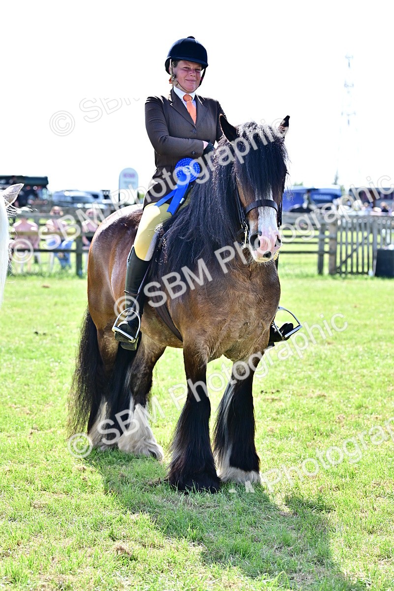 SBM_09421 - Class 63-65 - Traditional Gypsy Cobs In Hand & Ridden