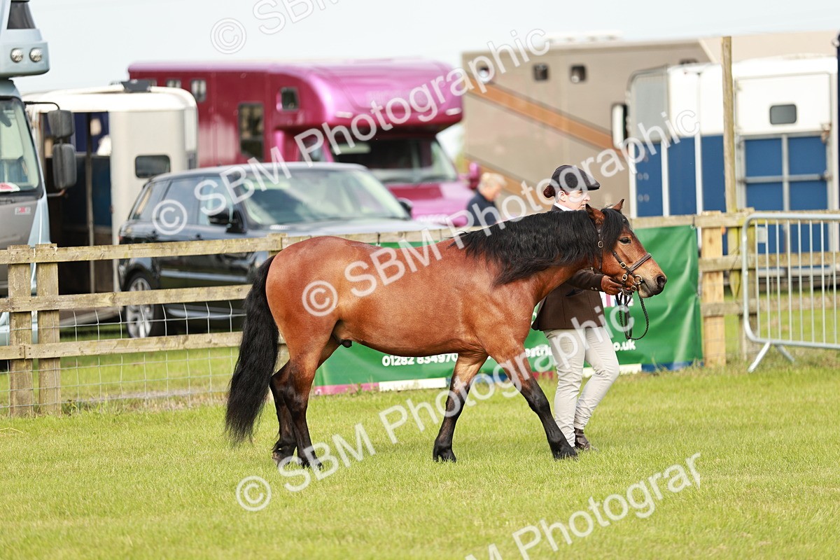 SBM_00420 - Class 14-23 - Mountain & Moorland In Hand Non Welsh