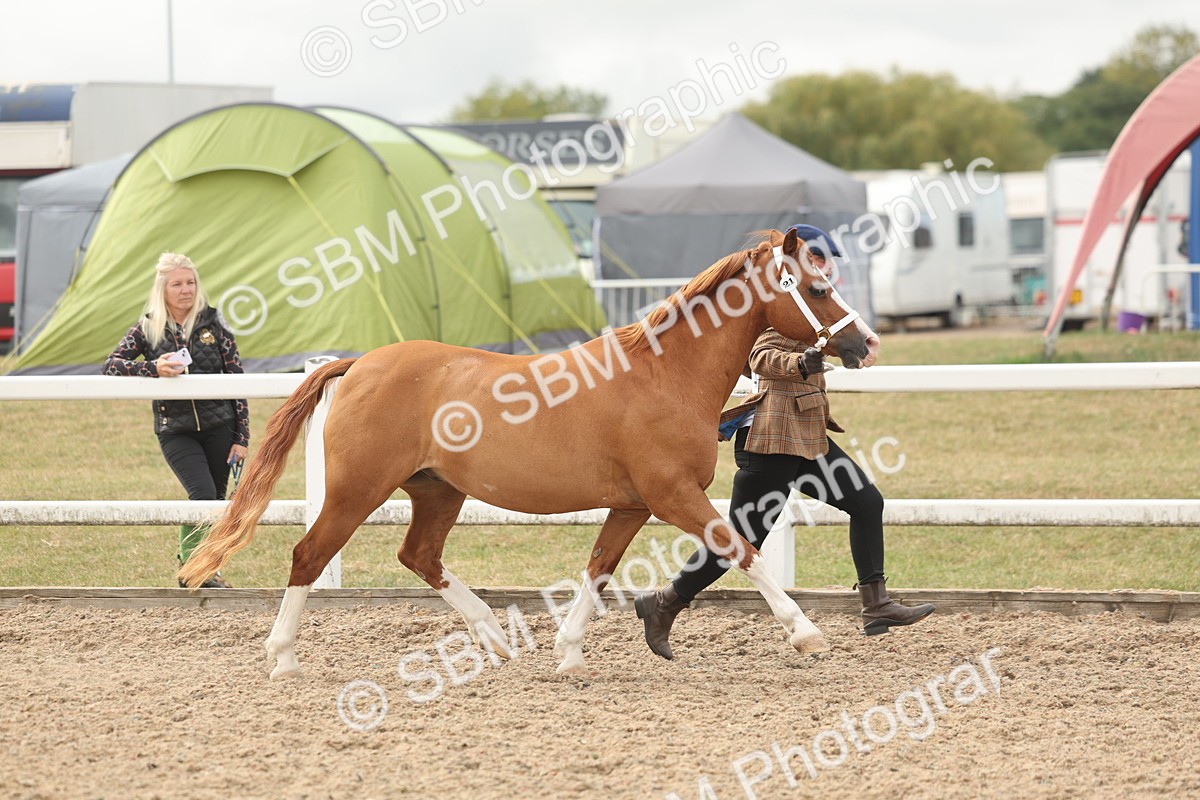 SBM_03180 - Class 16 - IH M&M Wildcard