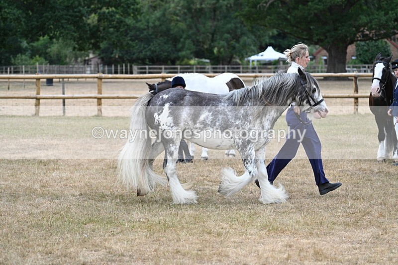 WJ7_9647 - Class 5 Most Handsome Gelding (up to 14.2hh)