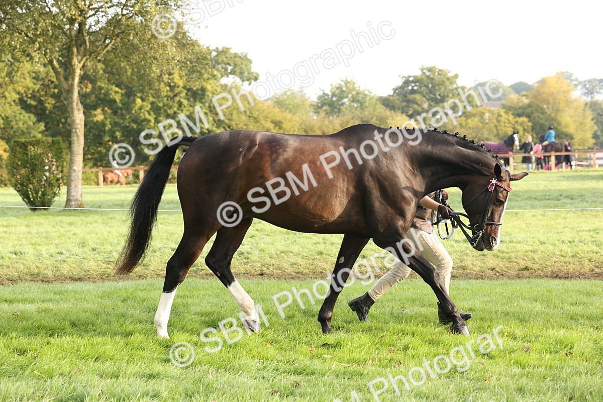 SBM_54931 - S52 - Riding Horse & Hack & thoroughbred In Hand