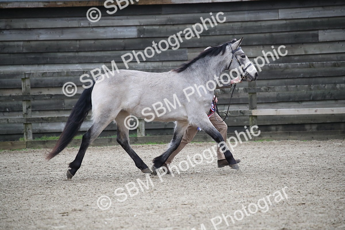 SBM_004130 - Class 1-4 - Young Stock classes Inc. In Hand Championship