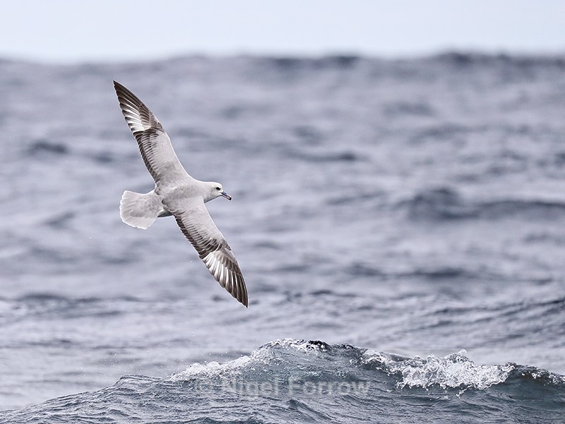 Southern Fulmar banking in flight, South Africa - Southern Fulmar