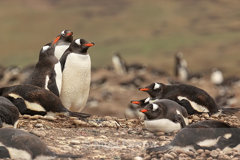 Gentoo Penguin colony, Saunders Island, Falklands - Gentoo Penguin