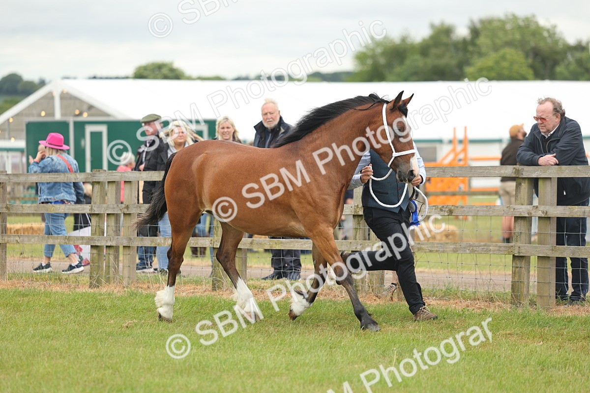 SBM_04847 - Class 50-57 - M&M Welsh Pony In Hand