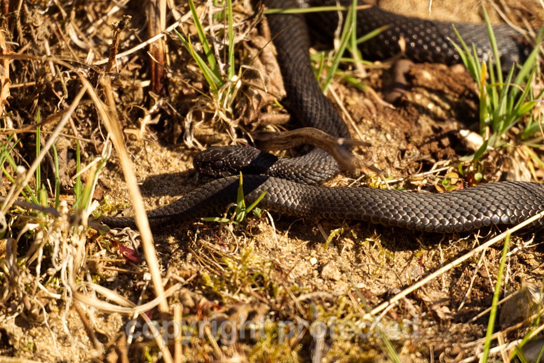 Melanistic Adder - RSPB Minsmere - Suffolk - Reptiles