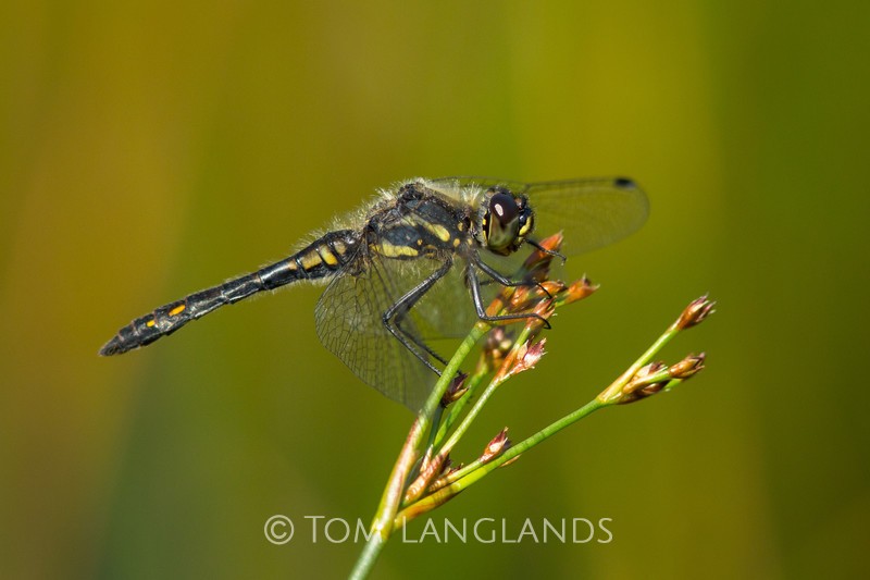 Black Darter - Macro