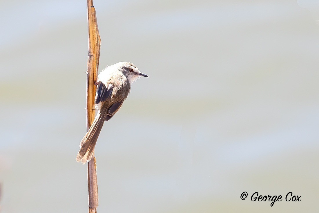 Bird African Reed Warbler - South Africa - Limpopo