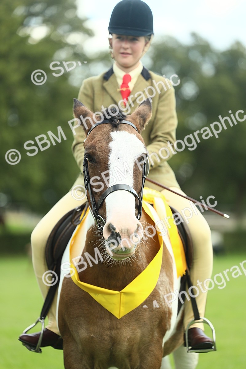 SBM_42179 - S29 - Novice & Newcomers Working Hunter Pony