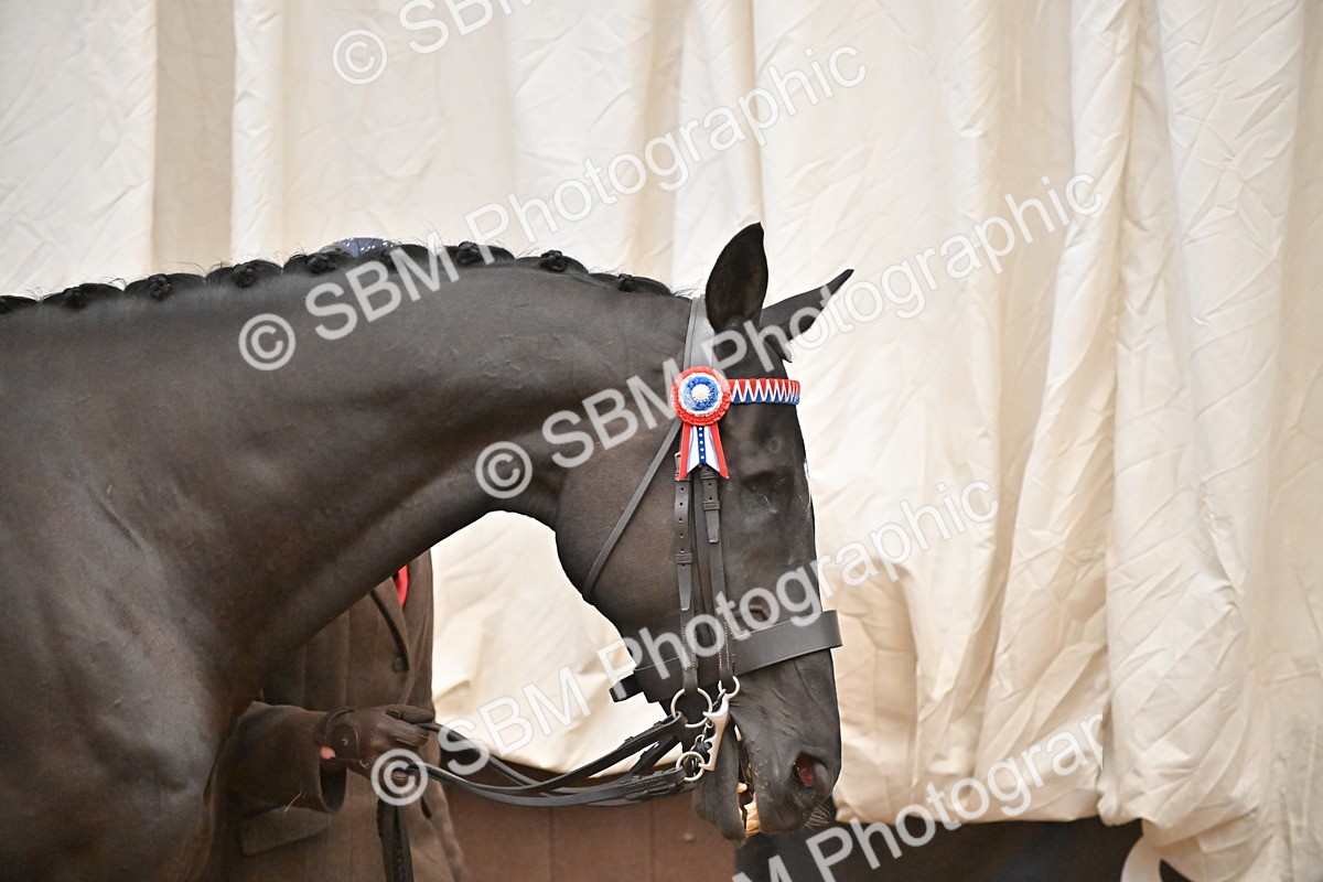 SBM_000203 - Class 7 - ROR Tattersalls In Hand