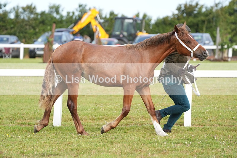 DSC04699 - Class 47: NPS M&M Yearling