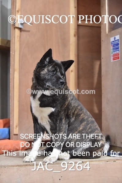 JAC_9264 - CLASS 5 - ARENA EVENTING BE 80CM