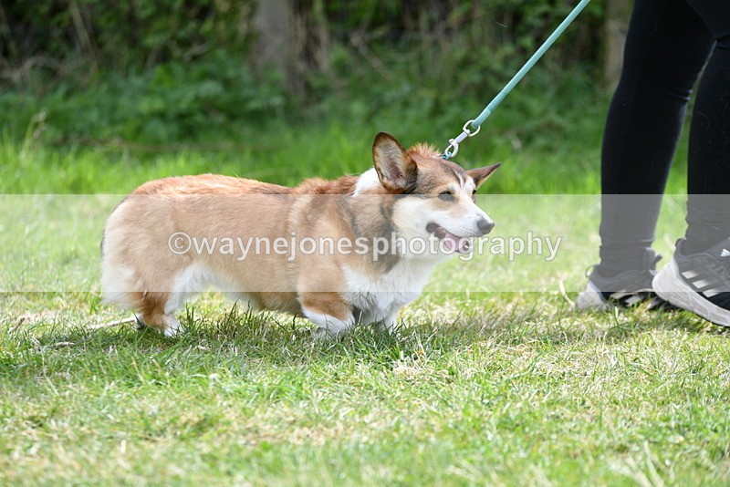 WJ5_9634 - Class 3 Most Handsome Dog