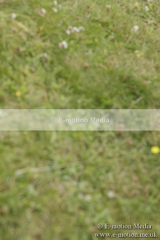 BVR160717-2411 - Side Saddle Classes 16/07/17