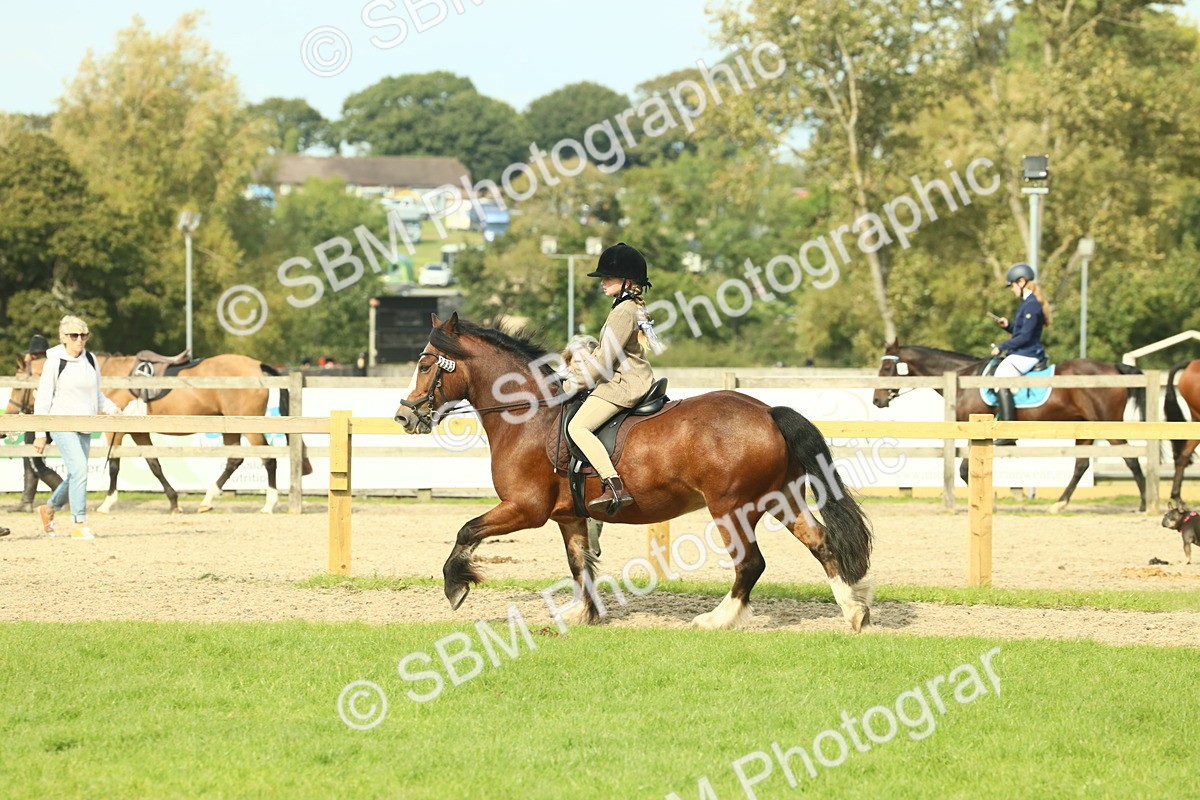 SBM_69061 - S58 - Mini Show Cob Ridden