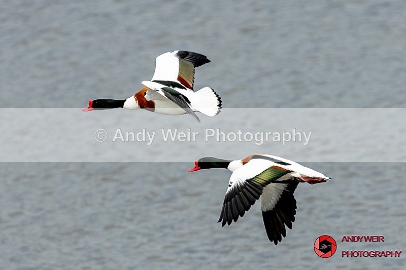 190322-untitled-1L4A0355 - Shelduck