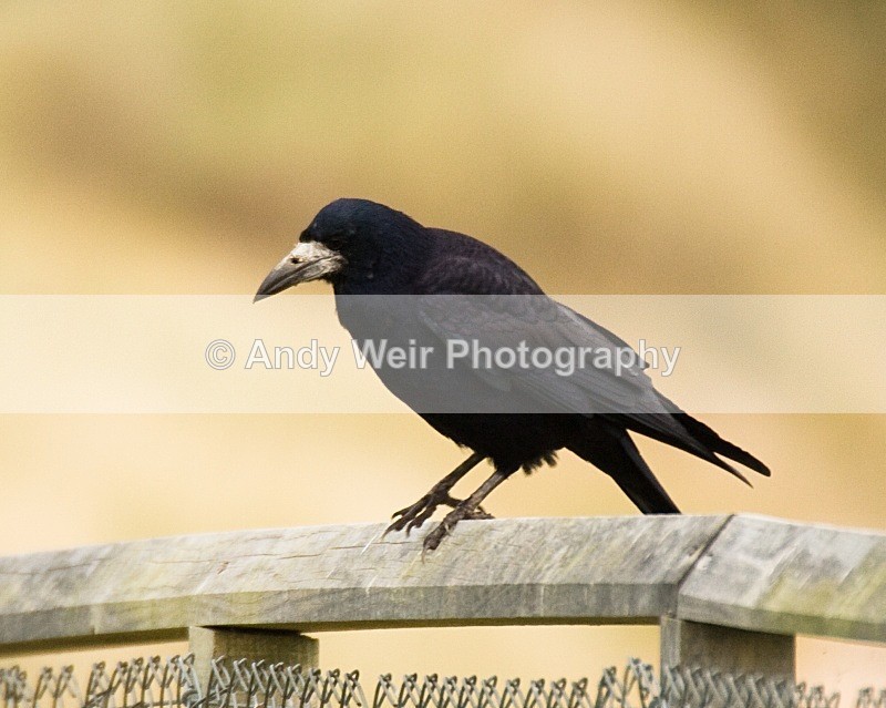 20071019-077 - Rook