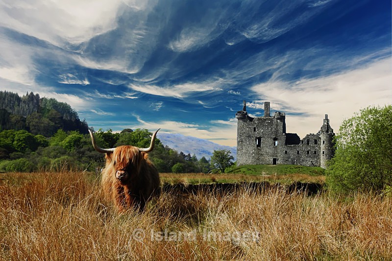 Katy looking magnificient on a glorious summer day - Highland Cows