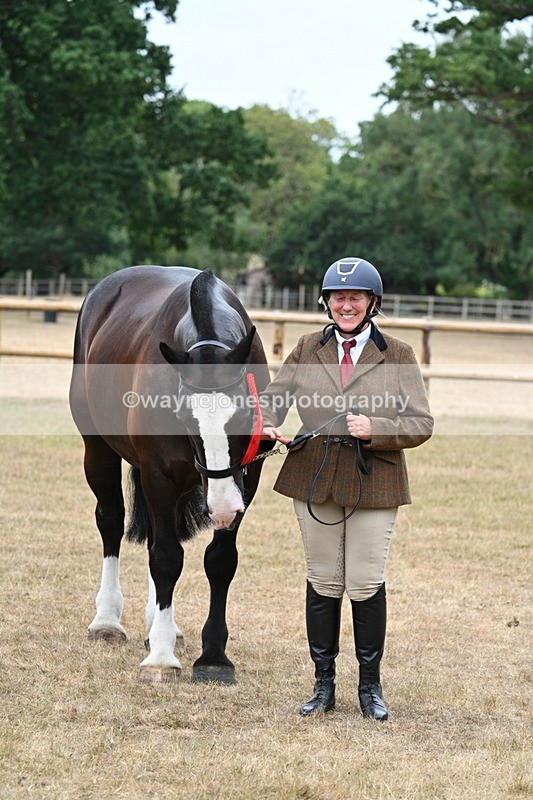 WJ7_0190 - Class 5a Most Handsome Gelding (above 14.2hh)