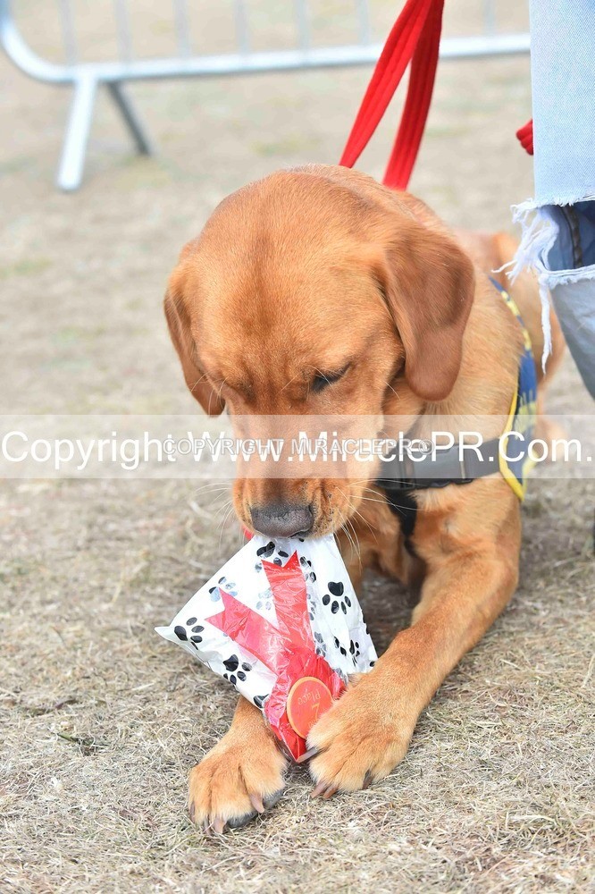 SH4_0173 - Dog show.