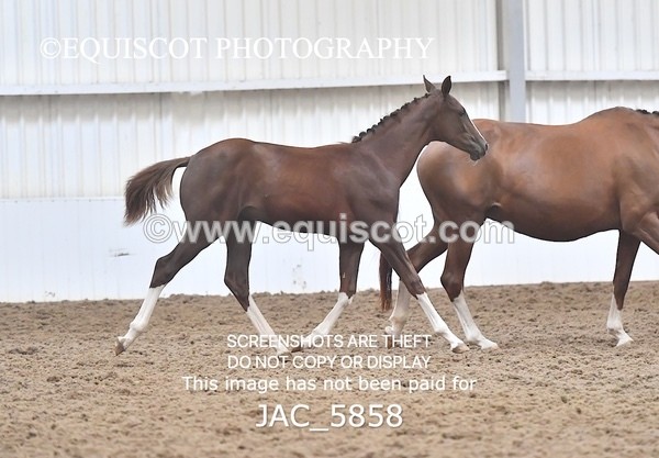JAC_5858 - 11 Pandora of Westoak