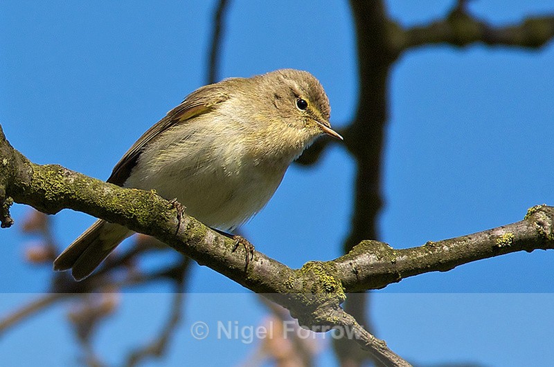 Chiffchaff perched on a branch on the Oddington track, Otmoor - Chiffchaff