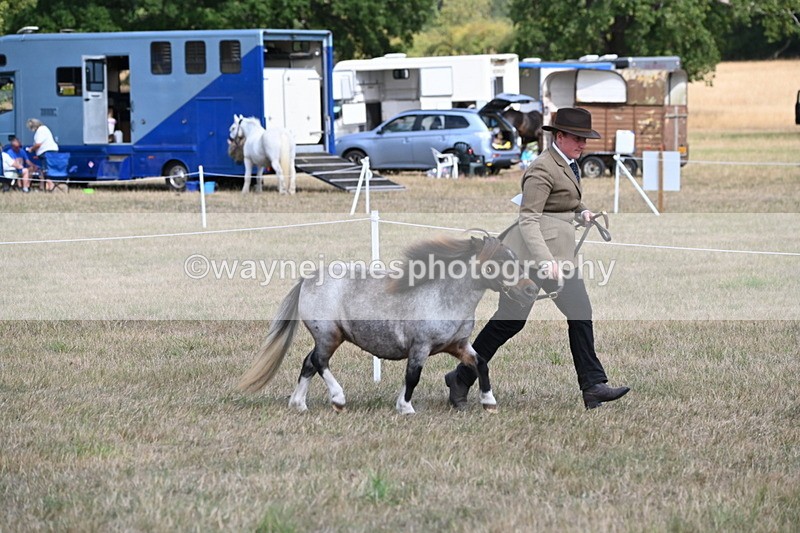 WJ6_6853 - Class 21 Shetland & Mini Horses