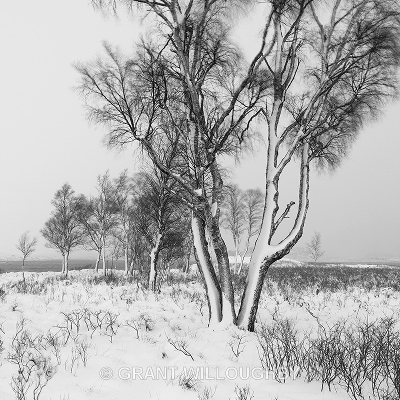 Rannoch Birches square - Squares