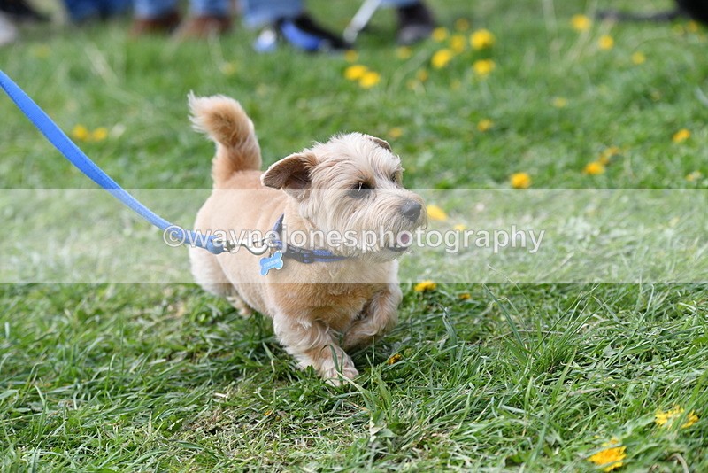 WJ5_0324 - Class 7 Best Terrier