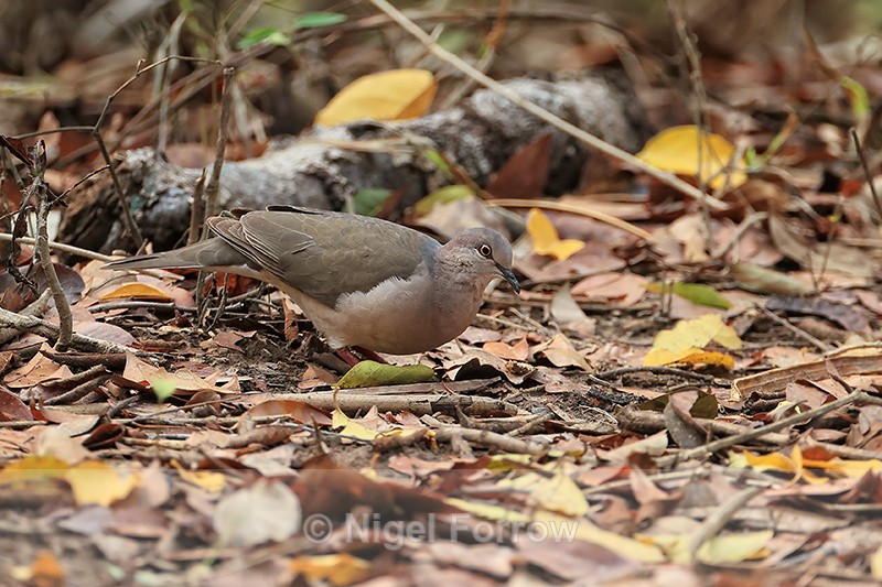 White-tipped Dove, Porto Jofre, Mato Grosso, Brazil - White-tipped Dove