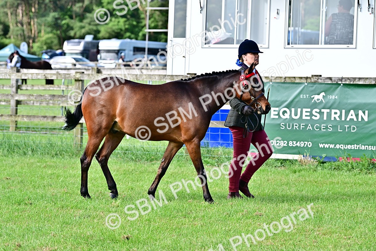 SBM_00936 - Class 46-49 - Arab and Part Bed-Anglo Arab In Hand