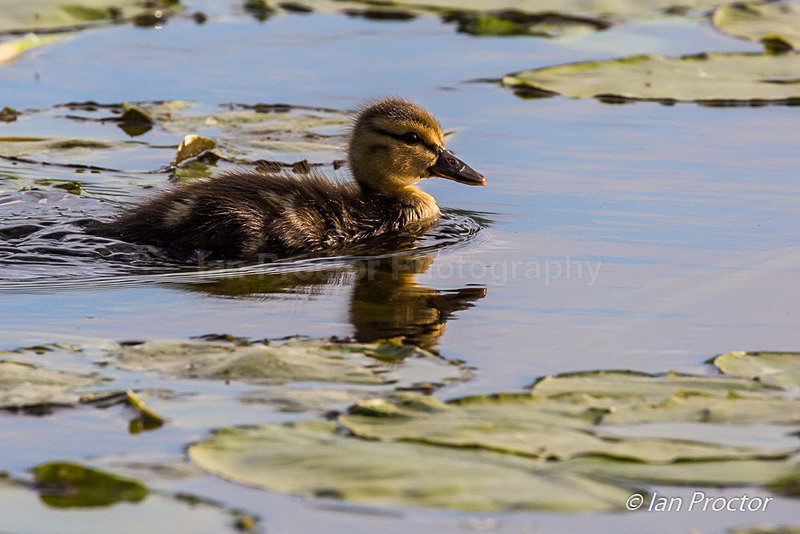 Mallard Duckling navigating through the lily pads - Nature