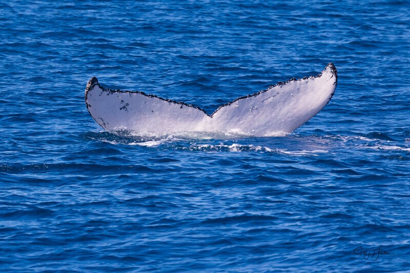 Fluke 4 0A3A4644 - Humpback Whales