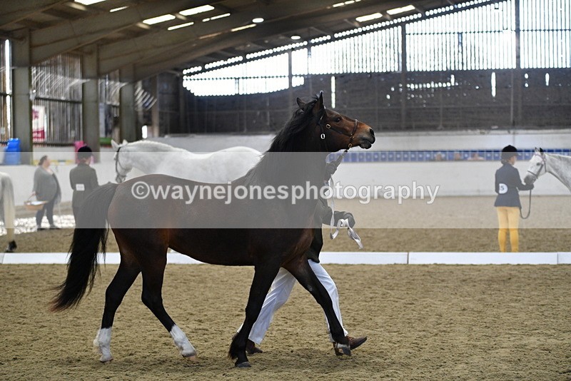 WJ5_4380 - Class 6 In hand M&M - Large Breeds