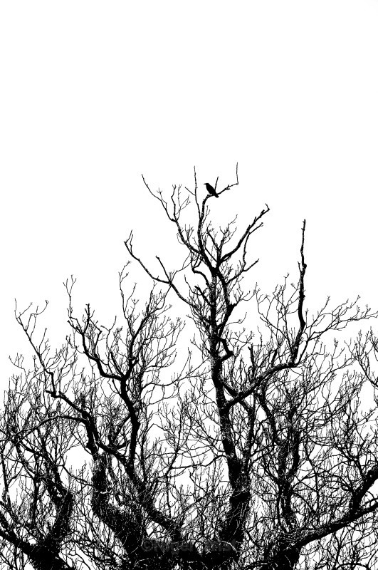 On the Lookout - Silhouettes