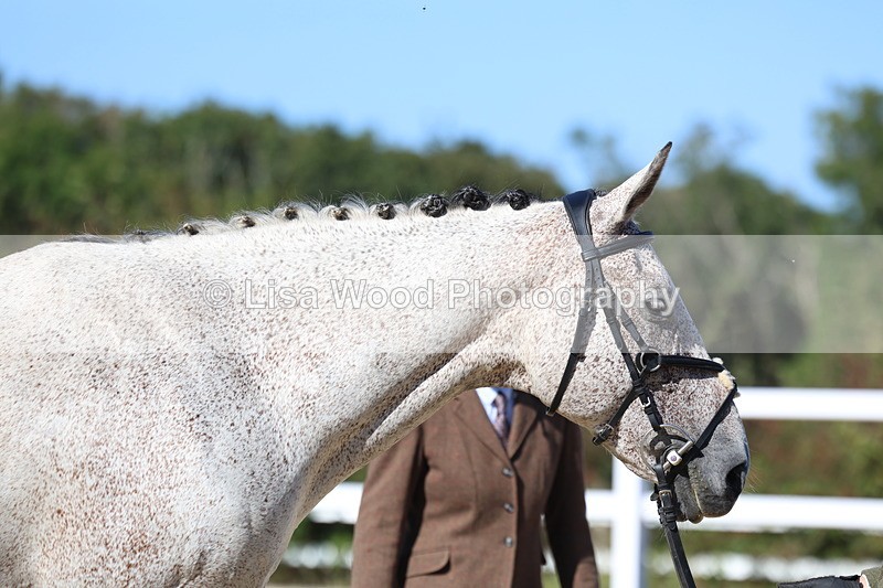3E7A5551 - Class 9: Open Ridden Hunter