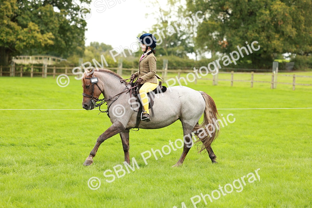 SBM_41813 - S32 - Mountain & Moorland Working Hunter Pony