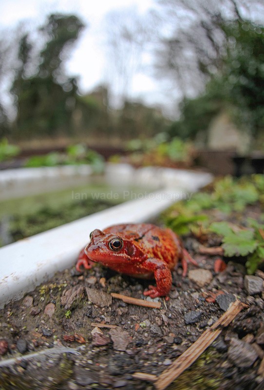 Unusual red frog near a bath tub_098 - Reptiles, amphibians & pond life, Great Britian